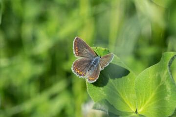 Female common blue butterfly (Polyommatus icarus) rests on trefoil.