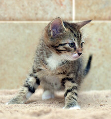 cute little striped brown playful kitten