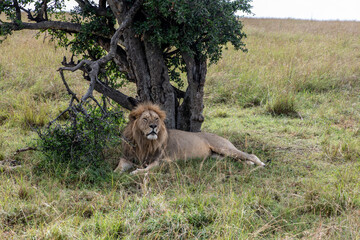 Naklejka premium lions are lazily resting in the shade of trees and are caring for their partner 