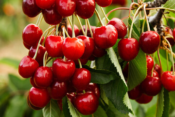 cherries on the tree