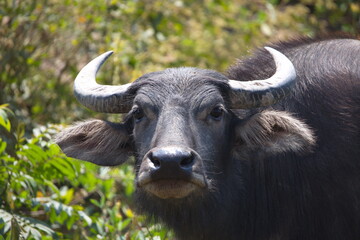 Close-up of Water Buffalo (Bubalus bubalis) staring into camera Laos.