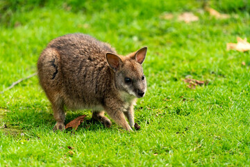 The parma wallaby (Macropus parma) is the smallest member of the marsupial genus Macropus. It inhabits wet sclerophyll (hard-leaved) forests of northern New South Wales, Australia.