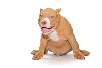 Small, funny American bully puppy