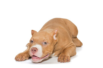 Small, funny American bully puppy lying
