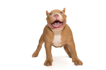 Small, funny American Bully puppy stands