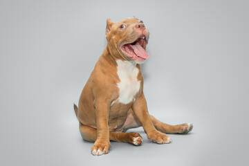 Cheerful American bully puppy