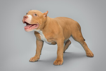 Small, funny American bully puppy