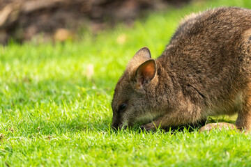 The parma wallaby (Macropus parma) is the smallest member of the marsupial genus Macropus. It...
