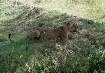 Fototapeta na wymiar lions are lazily resting in the shade of trees and are caring for their partner 