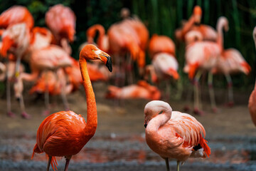 Phoenicopterus ruber. American Flamingo is a type of wading bird in the family Phoenicopteridae, the only bird family in the order Phoenicopteriformes. 