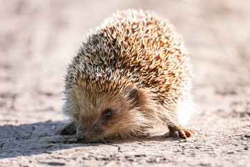 hedgehog on the grass.