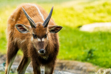 The sitatunga is a rare swamp-dwelling antelope. It is distinguished by its long, splayed hooves....