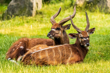 Naklejka na ściany i meble The sitatunga or marshbuck (Tragelaphus spekii) is a swamp-dwelling antelope found throughout central Africa, centering on the Democratic Republic of the Congo.
