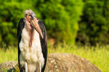 Marabou stork walking through the grass. 