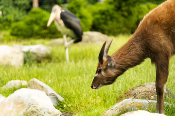 The sitatunga is a rare swamp-dwelling antelope. It is distinguished by its long, splayed hooves. These hooves make them clumsy and vulnerable on firm terrain but well-adapted for walking through mud.