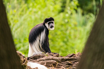 The mantled guereza (Colobus guereza), the eastern black-and-white colobus, or the Abyssinian black-and-white colobus, is a black-and-white colobus, a type of Old World monkey on a branch.