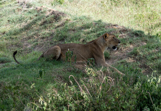 lions are lazily resting in the shade of trees and are caring for their partner 