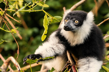 Another sexually dichromatic subspecies, the white-fronted brown lemur ranges throughout the rainforest remnants of northeastern Madagascar.