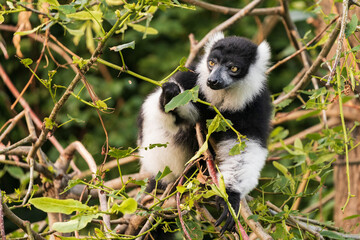 Another sexually dichromatic subspecies, the white-fronted brown lemur ranges throughout the rainforest remnants of northeastern Madagascar.