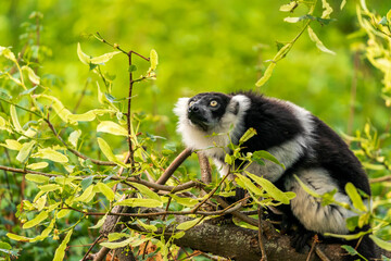 Another sexually dichromatic subspecies, the white-fronted brown lemur ranges throughout the rainforest remnants of northeastern Madagascar.