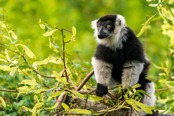 Obraz premium Another sexually dichromatic subspecies, the white-fronted brown lemur ranges throughout the rainforest remnants of northeastern Madagascar.