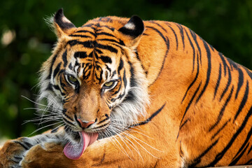 The Siberian tiger is a tiger from a specific population of the Panthera tigris tigris subspecies native to the Russian Far East, Northeast China and possibly North Korea.