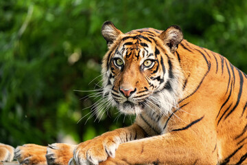 The Bengal tiger is a tiger from a specific population of the Panthera tigris tigris subspecies...