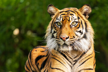 The Siberian tiger is a tiger from a specific population of the Panthera tigris tigris subspecies native to the Russian Far East, Northeast China and possibly North Korea.