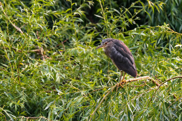 Night herons nest alone or in colonies, on platforms of sticks in a group of trees, or on the ground in protected locations such as islands or reedbeds. 3-8 eggs are laid.