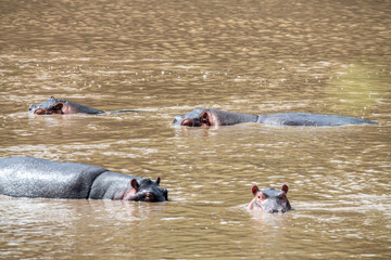 hippos in their water element and on the banks of the river with offspring