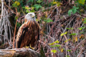 The red kite (Milvus milvus) is a medium-large bird of prey in the family Accipitridae, which also...