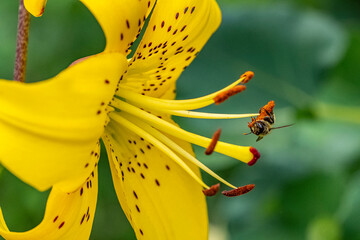 Biene und gelbe Lilie © BerndVollmer