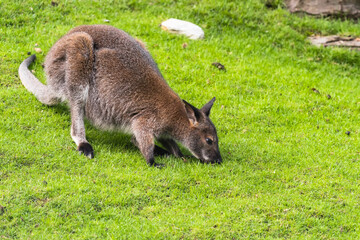 The red-necked wallaby or Bennett's wallaby (Macropus rufogriseus) is a medium-sized macropod marsupial (wallaby), common in the more temperate and fertile parts of eastern Australia. Green bokeh.