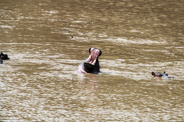 hippos in their water element and on the banks of the river with offspring 
