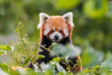 Foto op Canvas The red panda is larger than a domestic cat with a bear-like body and thick russet fur. The belly and limbs are black, and there are white markings on the side of the head and above its small eyes. © Ondrej Novotny