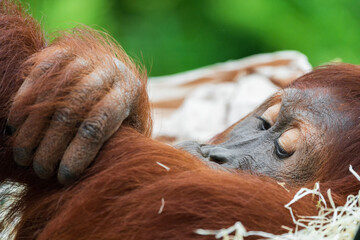 Naklejka premium Orangutans are great apes native to the rainforests of Indonesia and Malaysia. They are now found only in parts of Borneo and Sumatra, but during the Pleistocene they ranged throughout Southeast Asia 