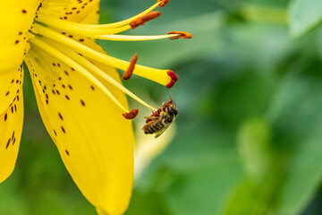 Biene und gelbe Lilie © BerndVollmer