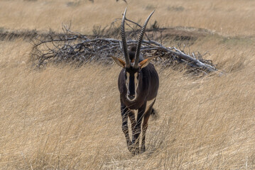 Sable antelope in the high grass on a sunny day, Namibia - obrazy, fototapety, plakaty