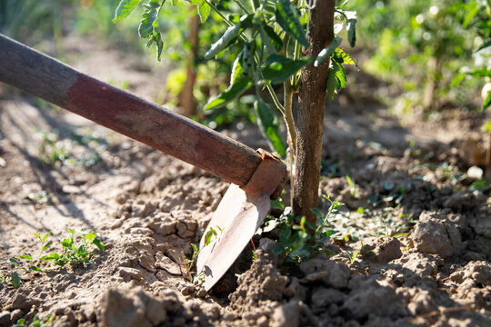 Close-up hoeing tomatoes. Hoe from hand tools used for hoeing and planting flowers. Caring for garden herbts. Garden tools.