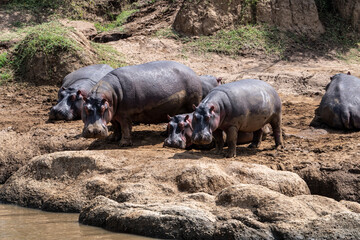 hippos in their water element and on the banks of the river with offspring 