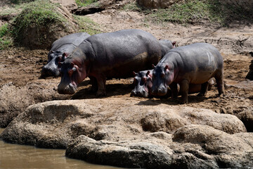hippos in their water element and on the banks of the river with offspring 