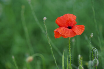 The red poppy within the summer field