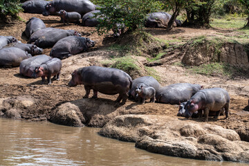 hippos in their water element and on the banks of the river with offspring 