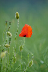 The red poppy within the summer field