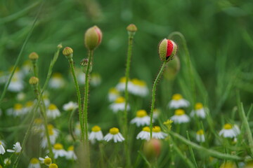 The red poppy within the summer field
