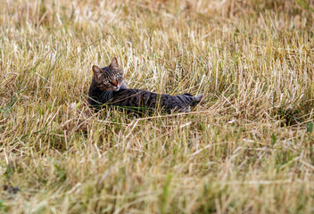 A cat in a field