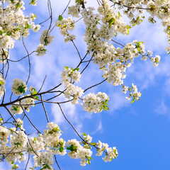 Branches of blossoming cherry with soft focus on gentle light blue sky background in sunlight