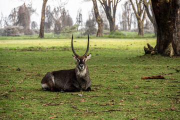 antelopes walk peacefully and undisturbedly in the hotel's green park 