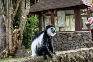 Angolan colobus climbed out of the tree for a meal
