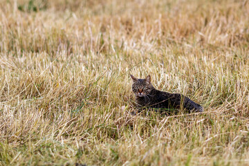 A cat in a field